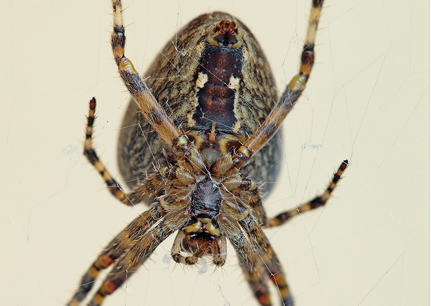 Araenus diadematus - Badalucco (IM)